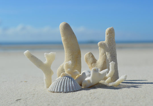 sea-shells-on-the-sea-shore